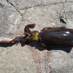 秋イカとしては自己記録